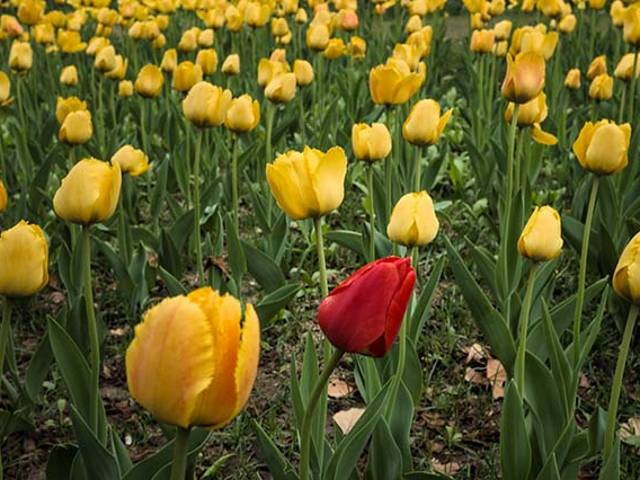 Quelle est la différence entre la VAE et la VAP ?